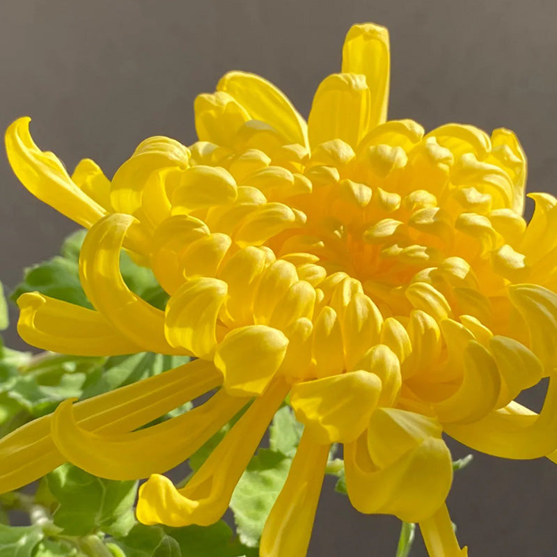 🌺Цветето на елегантността🌼Гигантски семена от хризантема