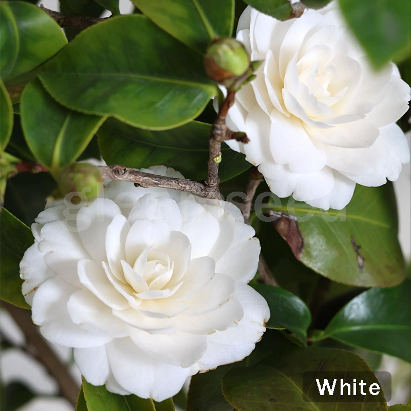 ❄️Зимна разпродажба на цветя🌸Семена от цветя на камелия – 8 романтични цвята, зимна красота в разцвет