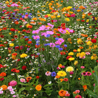 🔥 Semená kvetov štyroch ročných období – viac ako 60 zmiešaných trvácnych odrôd 🌸
