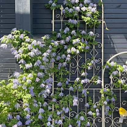 🔥Последните 24 часа – разпродажба на склад с 50% отстъпка! 🪴 Macropetala клематис ✨ Лесен за отглеждане