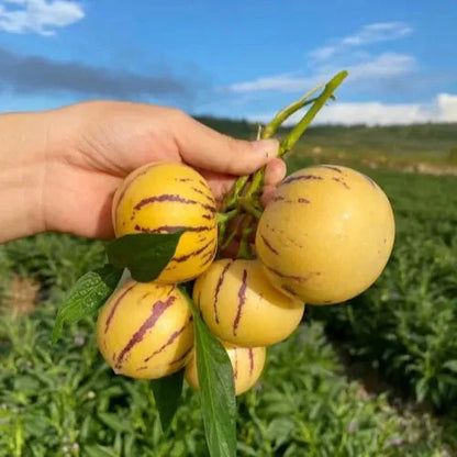 🌿✨Семена от женшен: Открийте силата на природата във вашата градина! 🔥