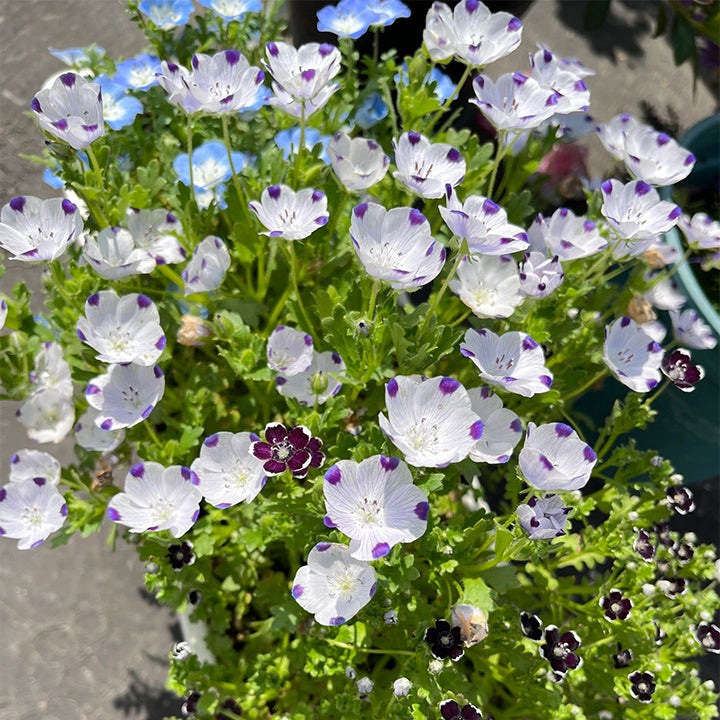 🌸рядък Семена „Бейби Блу Айс“-🌱Лесно за отглеждане