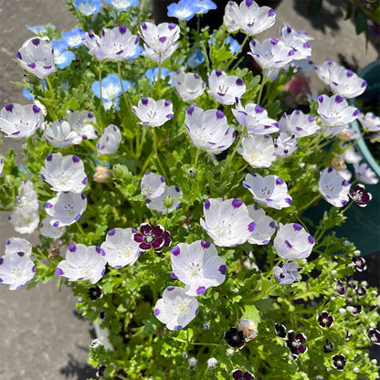 🌸рядък Семена „Бейби Блу Айс“-🌱Лесно за отглеждане