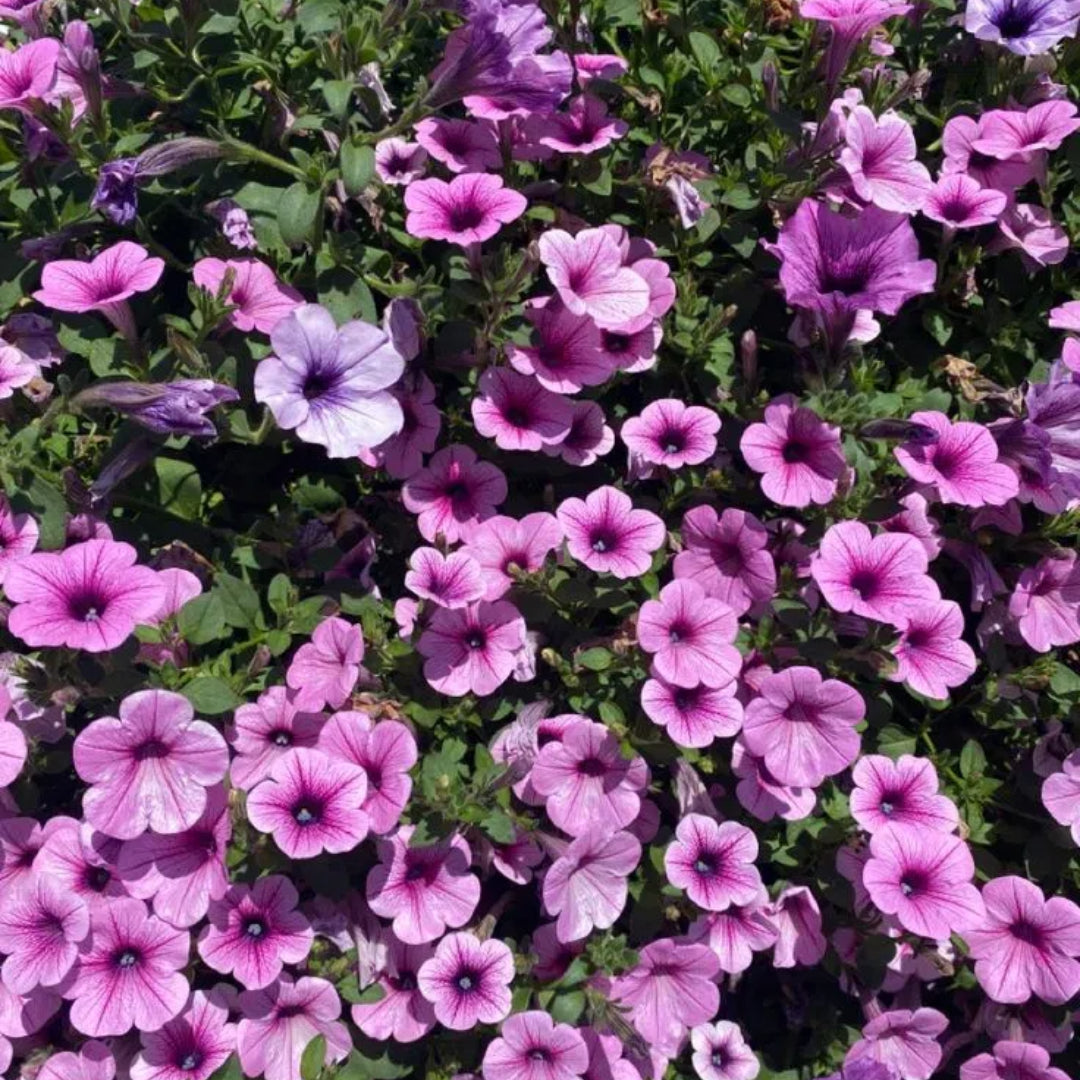 🌱Пролетна промоция🌸Семена от петунии