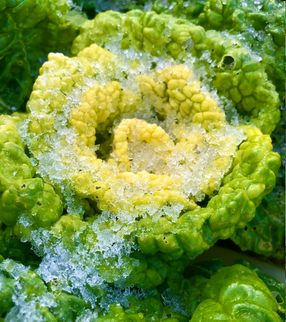 Семена на Brassica Narinosa (Wu Tat Choy)