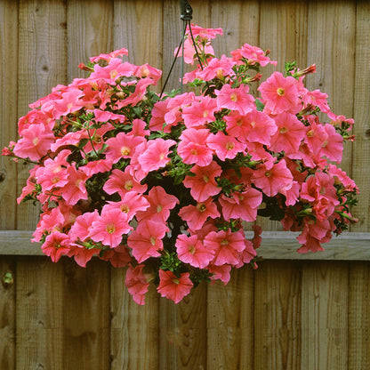 🌱Пролетна промоция🌸Семена от петунии