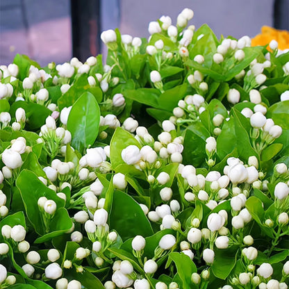 🌸Двойни семена от жасмин