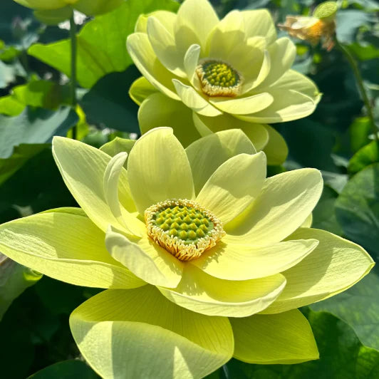 🔥[7 дни покълване]💐Свещен бонсай лотос в купа