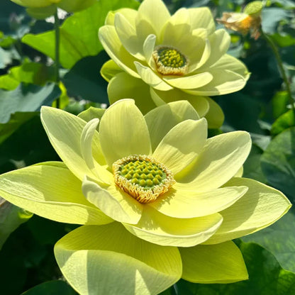 🔥[7 дни покълване]💐Свещен бонсай лотос в купа