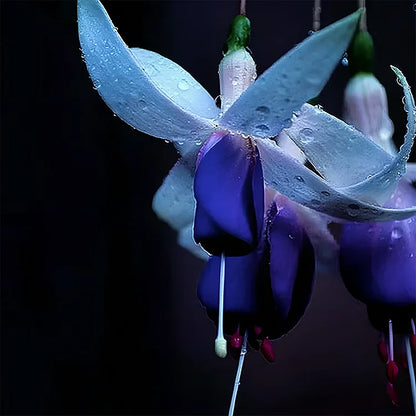 🔥Семена на издръжливи многогодишни цветя🌺Плачеща фуксия - мечтателен висящ цветен водопад