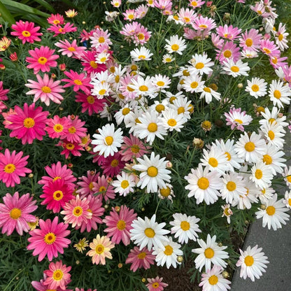 🌸Семена на маргаритка Маргерит – Повече рязания, повече цветове