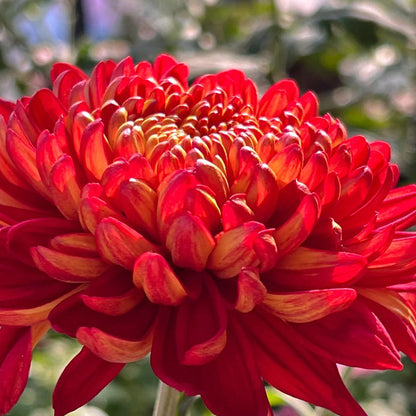 🌺Цветето на елегантността🌼Гигантски семена от хризантема