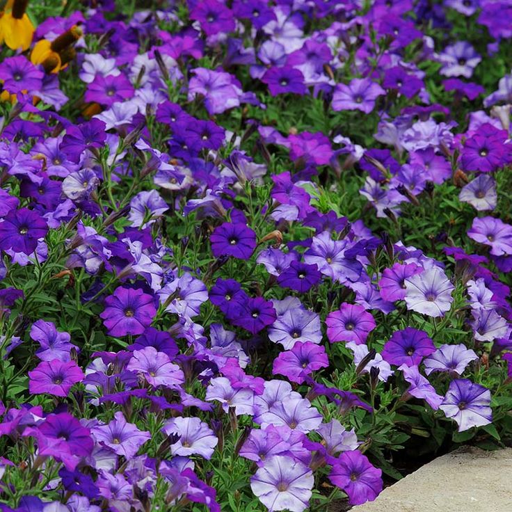 🌱Пролетна промоция🌸Семена от петунии