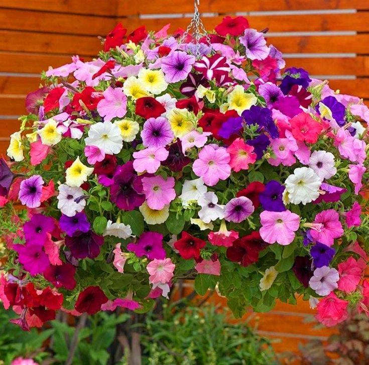 🌱Пролетна промоция🌸Семена от петунии