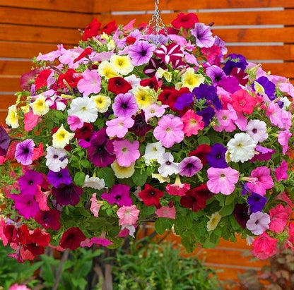 🌱Пролетна промоция🌸Семена от петунии