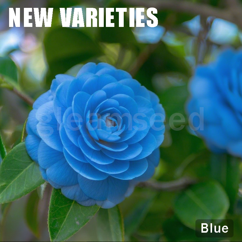 ❄️Зимна разпродажба на цветя🌸Семена от цветя на камелия – 8 романтични цвята, зимна красота в разцвет