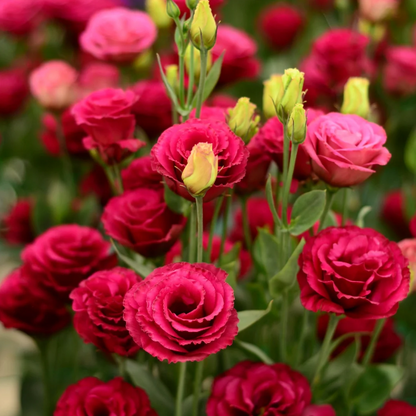 🔥2026 Най-продавано зимно цвете 🌺 Лизиантус - Искрена любов