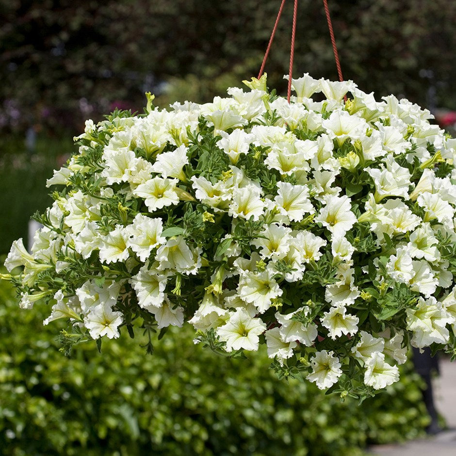 🌱Пролетна промоция🌸Семена от петунии