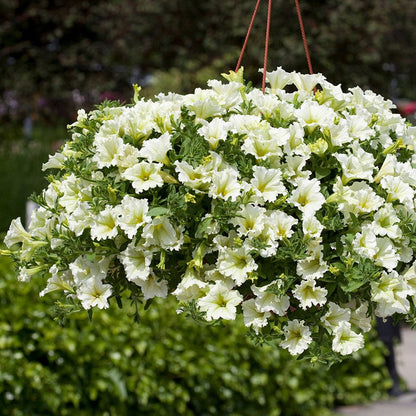 🌱Пролетна промоция🌸Семена от петунии