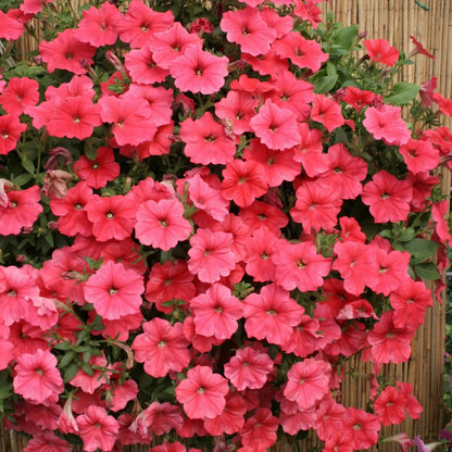 🌱Пролетна промоция🌸Семена от петунии