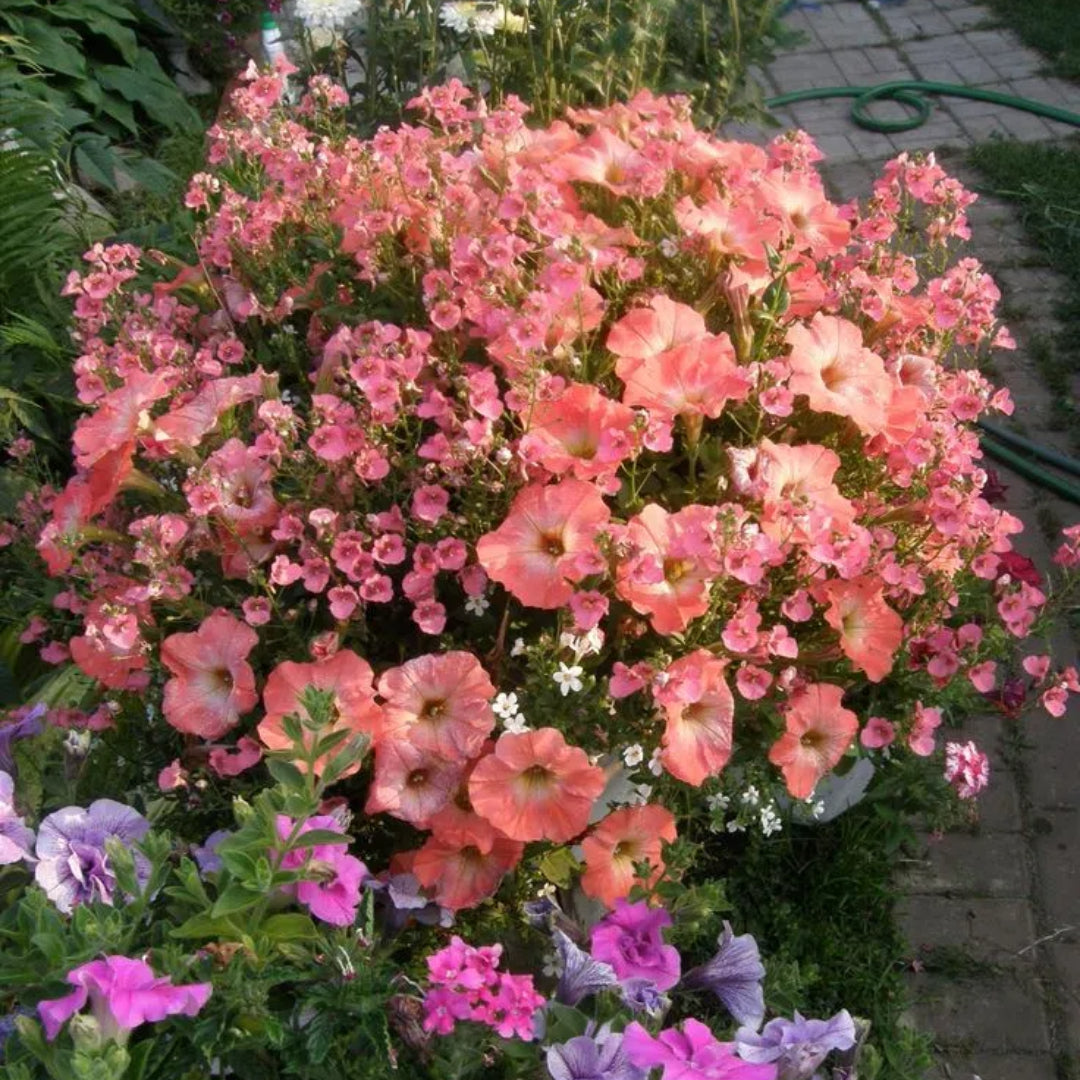 🌱Пролетна промоция🌸Семена от петунии