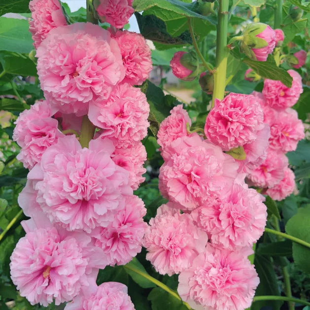 🌸 Семена на двойна ароматна ружа (Alcea розова)