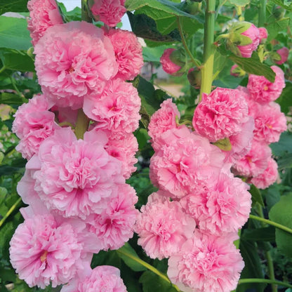 🌸 Семена на двойна ароматна ружа (Alcea розова)