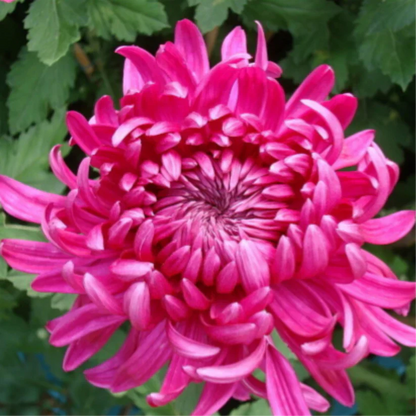 🌺Цветето на елегантността🌼Гигантски семена от хризантема