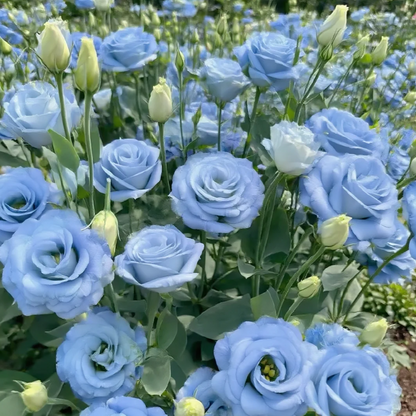 🔥2026 Най-продавано зимно цвете 🌺 Лизиантус - Искрена любов