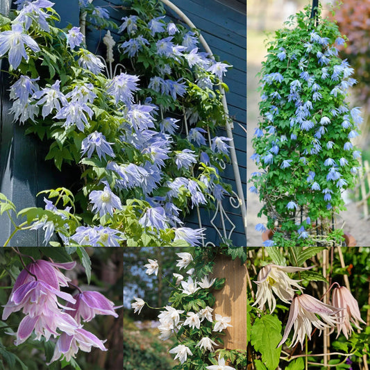 🔥Последните 24 часа – разпродажба на склад с 50% отстъпка! 🪴 Macropetala клематис ✨ Лесен за отглеждане