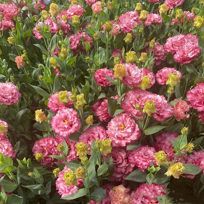 🔥 Последен ден на разпродажбата 💝 Розова еустома без бодли 💐 Семена от лизиантус