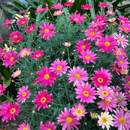 🌸Семена на маргаритка Маргерит – Повече рязания, повече цветове