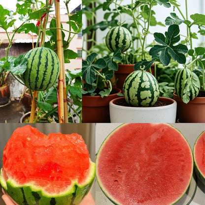 Семена от диня в саксии - засаждане в малки пространства