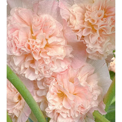 🌸 Семена на двойна ароматна ружа (Alcea розова)