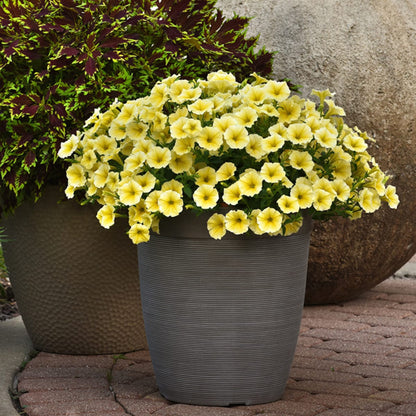 🌱Пролетна промоция🌸Семена от петунии