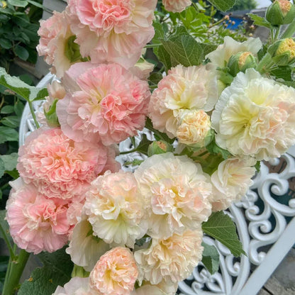 🌸 Семена на двойна ароматна ружа (Alcea розова)