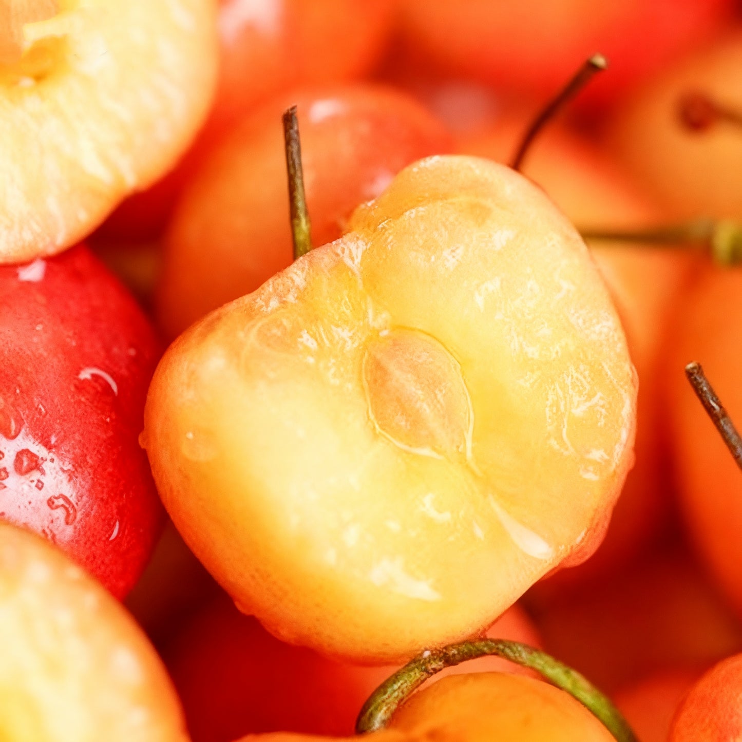 🌟 Гигантски сладки черешови семена – отглеждайте огромни, сочни череши у дома! 🍒✨