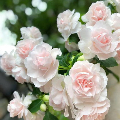 🌸 Семена на двойни нетърпеливци – Лесни за отглеждане, дори начинаещите не трябва да се притесняват.