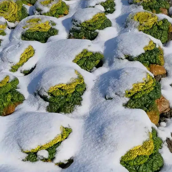 Семена на Brassica Narinosa (Wu Tat Choy)
