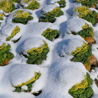 Семена на Brassica Narinosa (Wu Tat Choy)