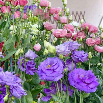 🔥2026 Най-продавано зимно цвете 🌺 Лизиантус - Искрена любов