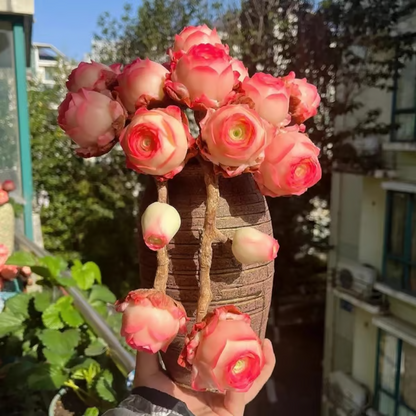 🌱 Рядка сукулентна роза – устойчива на студ и лесна за отглеждане🌹