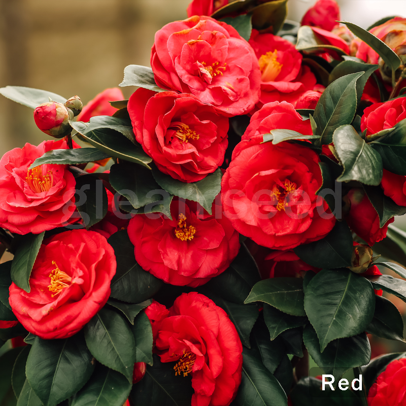❄️Зимна разпродажба на цветя🌸Семена от цветя на камелия – 8 романтични цвята, зимна красота в разцвет