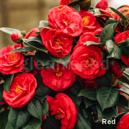 ❄️Зимна разпродажба на цветя🌸Семена от цветя на камелия – 8 романтични цвята, зимна красота в разцвет