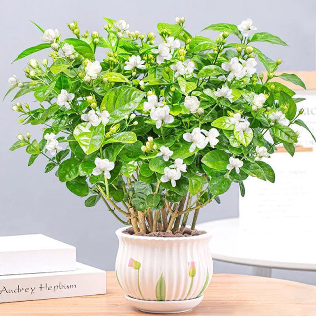 🌸Двойни семена от жасмин