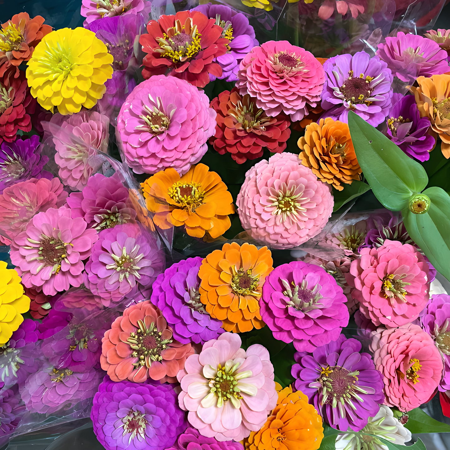 🌈 Смес от цветни Цинии — Градина в пълно цъфтене