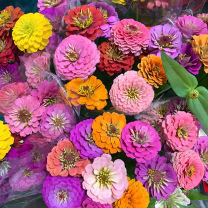 🌈 Смес от цветни Цинии — Градина в пълно цъфтене