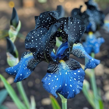 🌌 Редки семена на ириси ⚜️ — останете жизнени през цялата година!