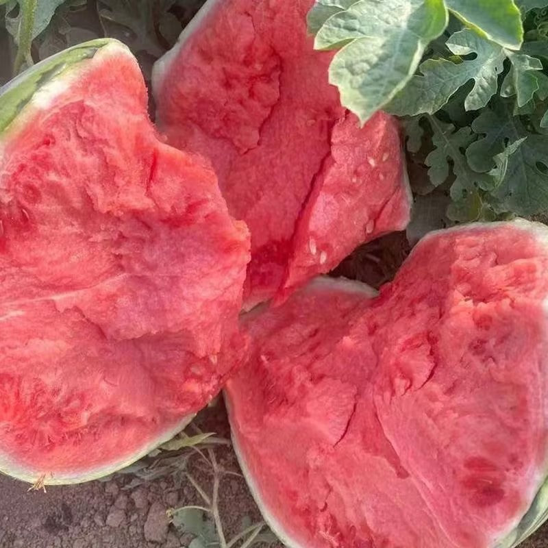 🌱Семена от бонсай пъпеш 🍉Lazy Plant Семена от пъпеш