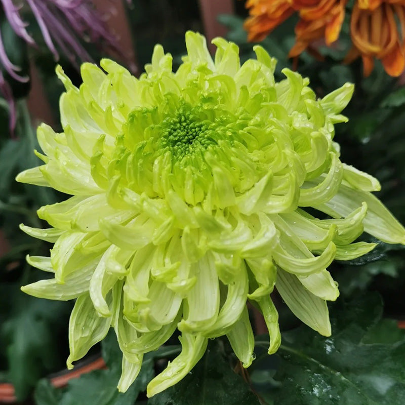 🌺Цветето на елегантността🌼Гигантски семена от хризантема